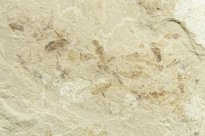 Fossil Insect (Beetle, Crane Flies & Fly) Mortality Plate - Utah #368757